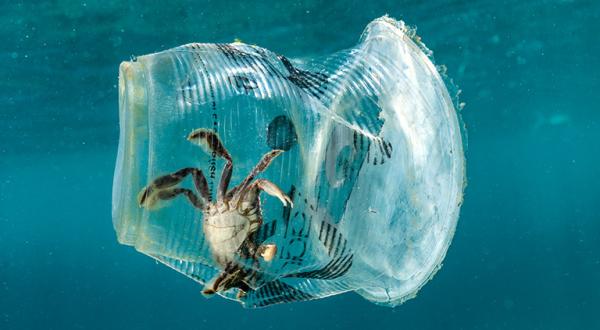 Krebs in Plastikbecher unter Wasser