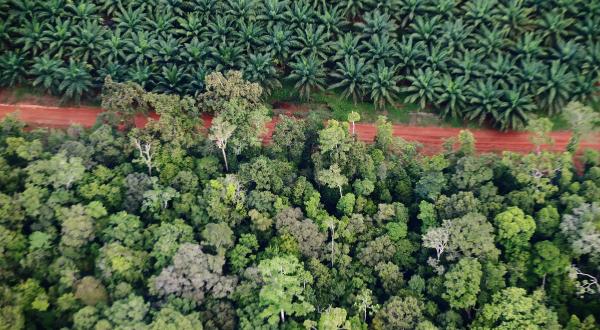 Regenwaldzerstörung in Indonesien