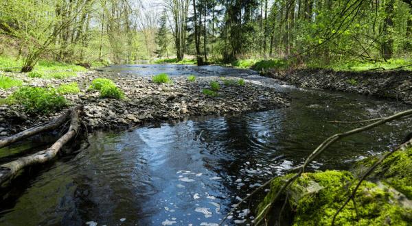 Ein Bach fließt durch einen Wald