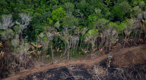Luftaufnahme von tropischem Regenwald, der abgeholzt wird