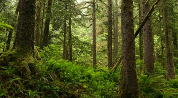 Great Bear-Regenwald in Kanada