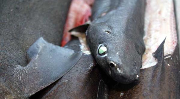 Tiefsee-Haie: getötet als Beifang, Oktober 2004