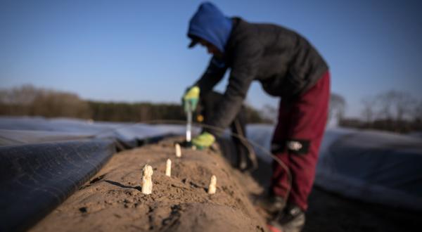 Spargelernte in Brandenburg
