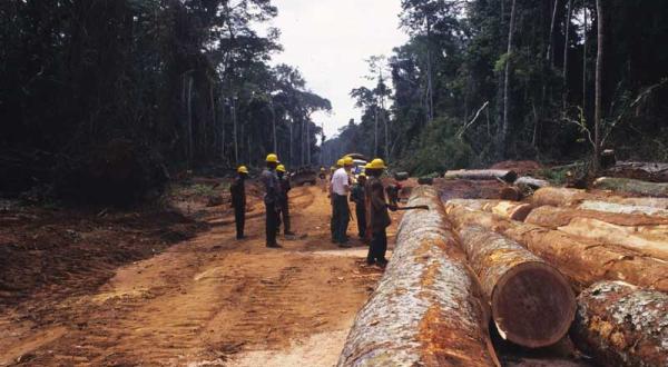 Arbeiter vermessen Holzstämme im Norden des Kongos, November 2004
