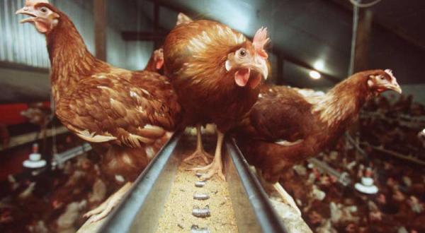 Hühner in einem Stall picken Futter von einem Fließband.