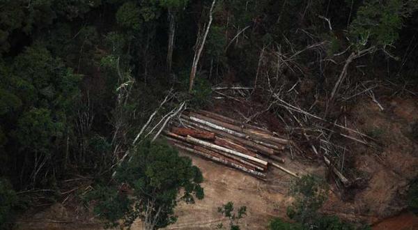 Illegaler Holzeinschlag im Amazonas