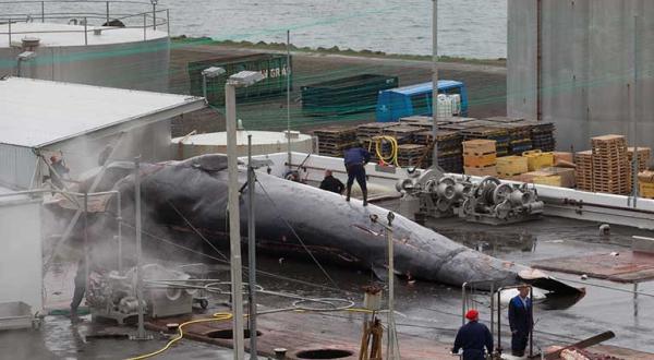 Hvalfjordur/Island: Ein Wal wird zerlegt.