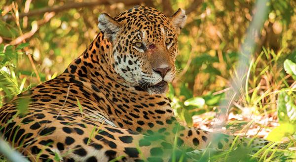 Jaguar in Brasilien