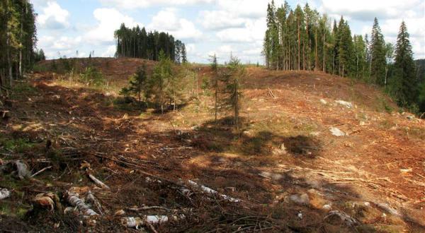 Kanadas Wälder sind bedroht