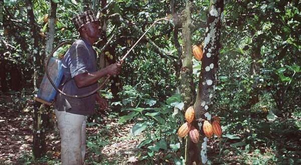 Ein Bauer aus Kamerun sprüht Pestizide auf eine Kakaopflanze, September 2000