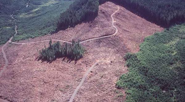 Kahlschlag im Great Bear Regenwald in Kanada, August 2002