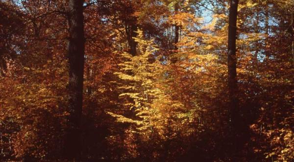 Herbstlicher Buchenwald im Grumsiner Forst Schorfheide Chorin. November 1999