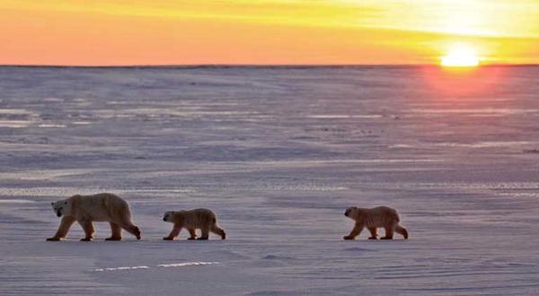 Eisbären laufen über Schnee