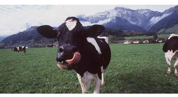 Ökologische Milchwirtschaft in Österreich: Kuh des Bio-Bauern Sebastian Herzog steht auf der Weide - und streckt die Zunge raus, Oktober 1998.