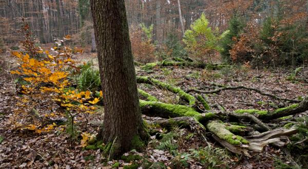 Der Stadtwald Lübeck wird nachhaltig bewirtschaftet. 11/15/2012