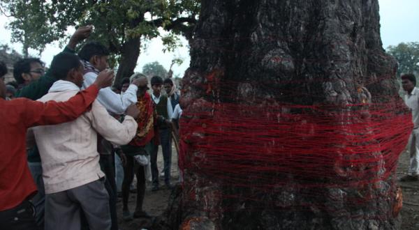 Inder wickeln einen roten Faden um einen Baum und drücken somit ihren friedlichen Protest für den Schutz des Mahan-Waldes und gegen neue Kohleminen aus