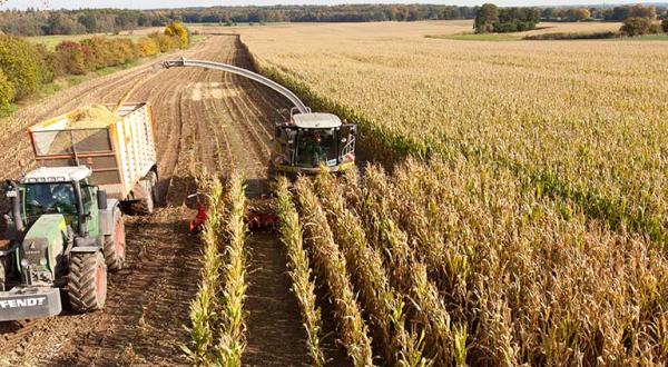 Maisernte in Norddeutschland. Mit Erntemaschinen und Maishäcksler werden die Maispflanzen geschnitten und verarbeitet und auf Lastwagen geladen.