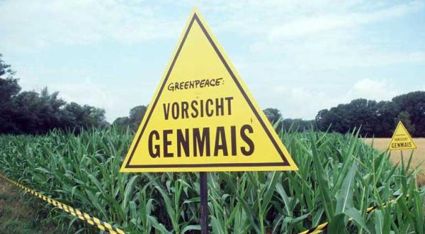 Warnschild: "Vorsicht Genmais" auf einem Feld. Riedstadt/Südhessen, Juli 1999