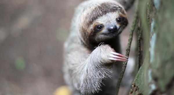 Faultier in Großaufnahme