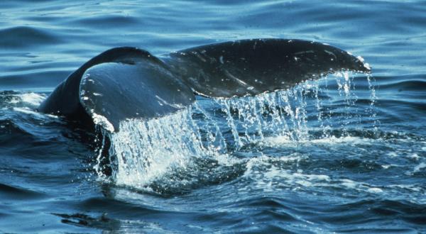 Walflosse ragt aus dem Meer 