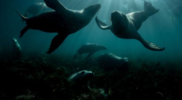 Seelöwen in der Nähe der Hopkins-Insel vor Süd-Australien