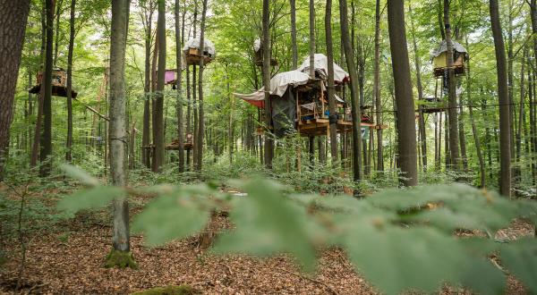 Baumhäuser im Dannenröder Wald