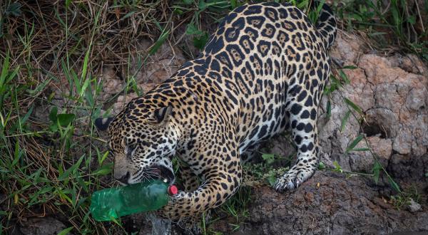 Leopard am Flussufer beißt in eine Plastikflasche.