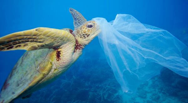 Plastik am Kopf einer Schildkröte unter Wasser