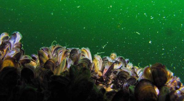 Miesmuscheln in der Ostsee, Juli 2004