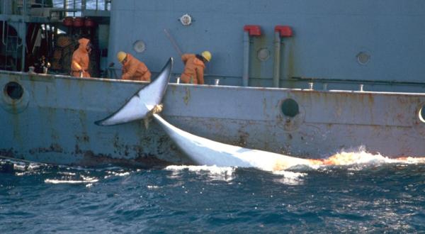 An einem Boot ist ein toter Minke Wal mit der Flosse befestigt