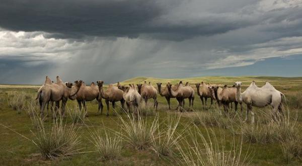 Eine Gruppe Kamele in der mongolischen Steppe.