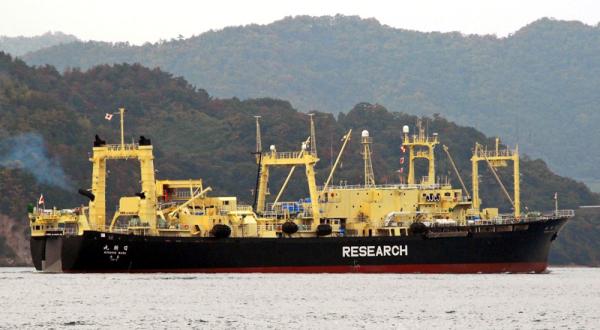 Walfang im Namen der Forschung? Der japanische Walfänger Nisshin Maru. 11/17/2008