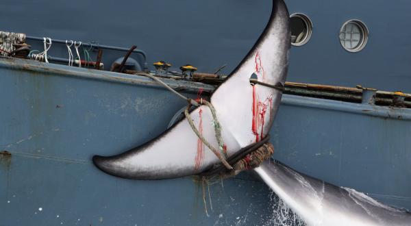 Harpunierter Wal im Walschutzgebiet Antarktis