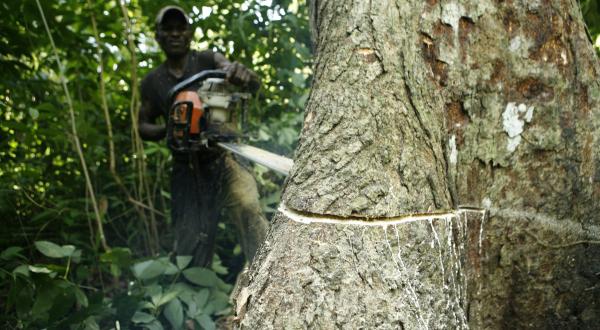 Demokratische Republik Kongo: Ein Mann fällt einen Baum mit einer Motorsäge.