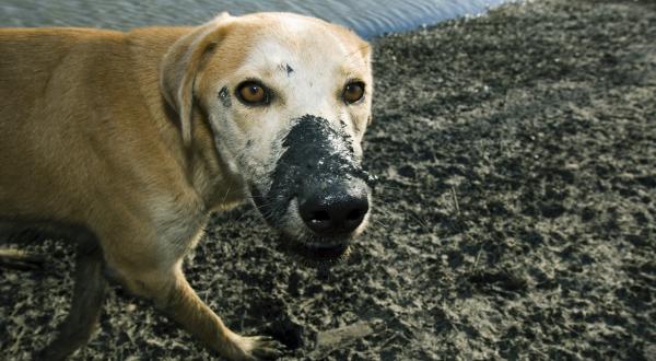 Hurrikan Katrina hinterlässt Verwüstung: Zurückgebliebene Haustiere trinken mit Öl kontaminiertes Wasser, September 2005