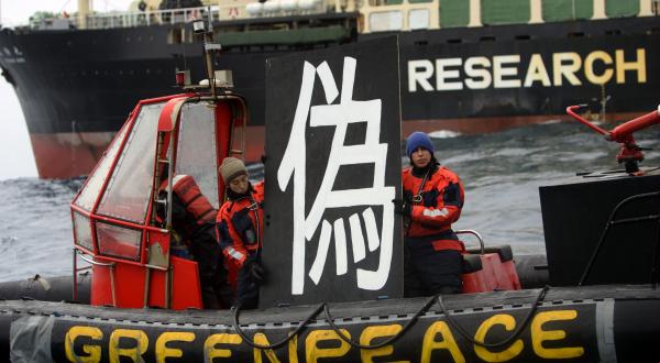 Aktivisten halten das Kanji-Zeichen für Fälschung vor die Aufschrift “Research“ der Nisshin Maru, Januar 2008