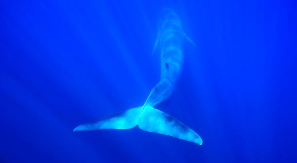 Finnwal im sonnendurchfluteten Ozean  im Walschutzgebiet Pelagos nördlich von Korsika/Frankreich, August 2008