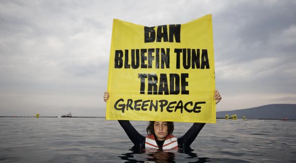Greenpeace-Aktion gegen Thunfischfarmen vor der türkischen Küste, November 2009