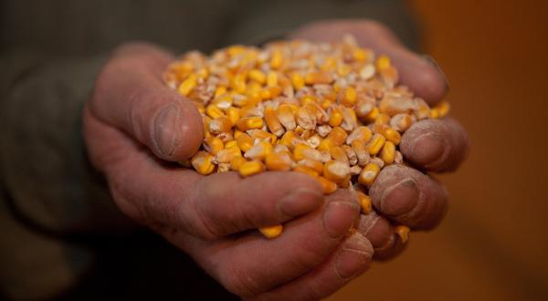 Zwei Hände halten Maiskörner