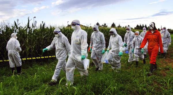 Greenpeace-Aktivisten markieren im Juli 2010 illegales Gen-Mais-Feld.