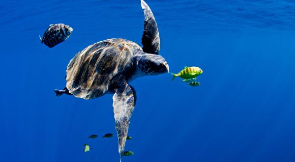 Schildkröte im Pazifischen Ozean