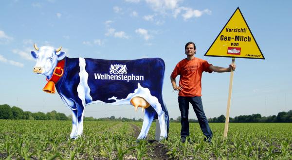 Aktivist steht mit einem Schild "Vorsicht Gen-Mais von Müller" und "Weihenstephan-Kuh" auf Gen-Maisfeld, Juni 2004.