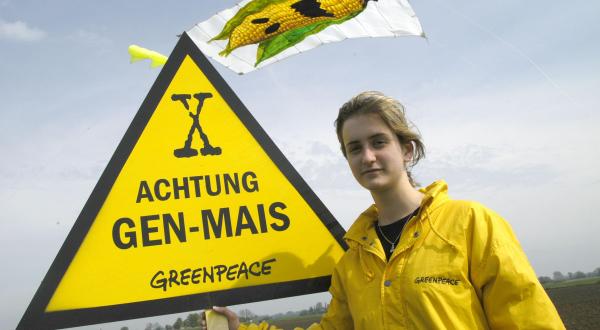 Greenpeace-Aktivisten protestieren in Brandenburg im Mai 2005 gegen Gen-Pflanzen. Über dem Acker des Agrargrossbetriebes LVG Seelow im Landkreis Maerkisch-Oderland schwebt an einem Drachen ein 16 Meter hohes Transparent mit einem Gen-Mais-Monster. 