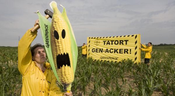 Greenpeace deckt illegalen Gen-Anbau in Brandenburg auf. 15 Greenpeace-Aktivisten haben einen illegalen Gen-Mais-Acker in Brandenburg markiert und Strafanzeige gegen den Landwirt Joerg Piprek gestellt, Juni 2007
