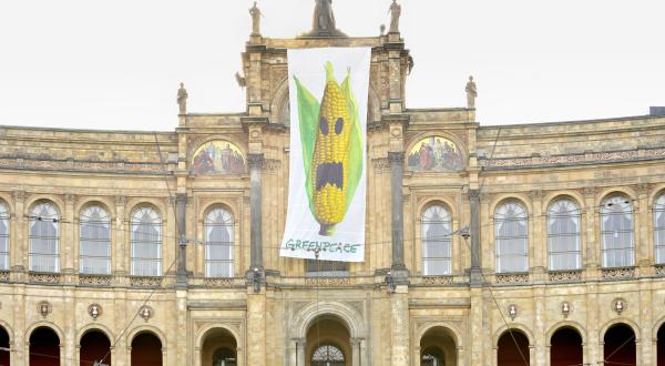 Horor-Mais an Bayerischem Landtag in München: Mit einem 15 Meter langen und sechs Meter breiten Protest-Banner fordern Greenpeace-Aktivisten Ministerpräsident Seehofer auf, ein bundesweites Verbot für den Anbau der Gen-Pflanze durchzusetzen. April 2009