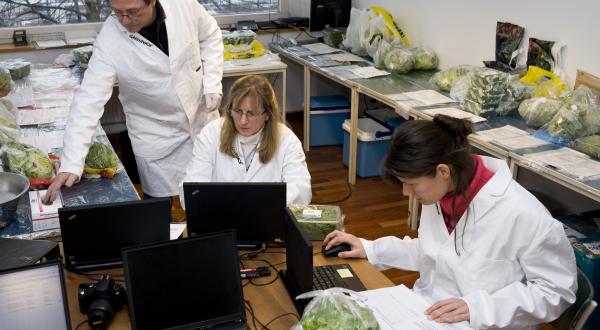 Greenpeace-Mitarbeiter bereiten Salat auf die Untersuchung im Labor vor, November 2010