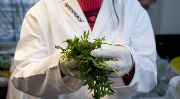 Greenpeace-Mitarbeiter bereiten Salatproben aus verschiedenen Supermärkten zur Laboruntersuchung auf Pestizide vor.