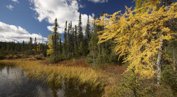 Borealer Regenwald in Kanada.