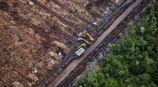 Waldzerstörung in Sumatra, Indonesien, durch APP, Februar 2012