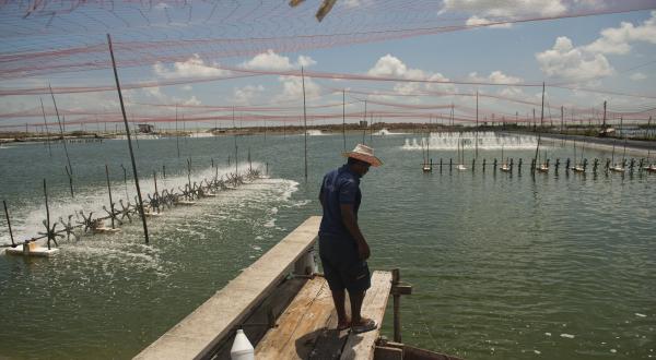 Shrimps-Aquakultur in Thailand